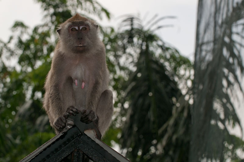malaysia_2011_MAL_9520